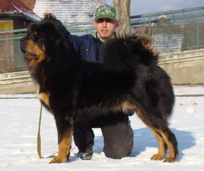 dog tibet dog tibet