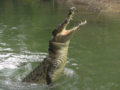 Crocodile-in-water