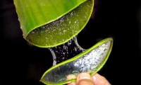 Aloe vera, miracol pentru sănătate