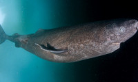 A fost descoperit un rechin care trăiește de 400 de ani
