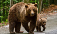 China: sfâșiat de urși în fața turiștilor