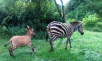 Un pui hibrid de zebră şi măgar s-a născut într-un parc naţional din Kenya