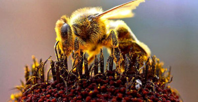 Studiu: Veninul albinelor europene poate distruge celulele celei mai grave forme de cancer la sân