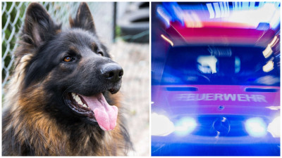 Un câine a murit în Germania salvându-și stăpânul dintr-un incendiu