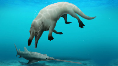 Descoperire: Fosilă de balenă, cu patru picioare. Animalul inițial terestru a evoluat către viața acvatică
