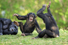 Cimpanzeii tratează rănile altor cimpanzei, folosind insecte strivite