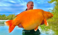 Un pescar britanic a prins, într-un lac din Franța, unul dintre cele mai mari exemplare de pești aurii din lume