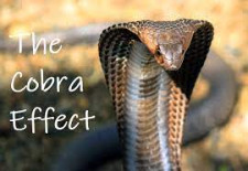 Tu ai auzit de “Efectul Cobra”?